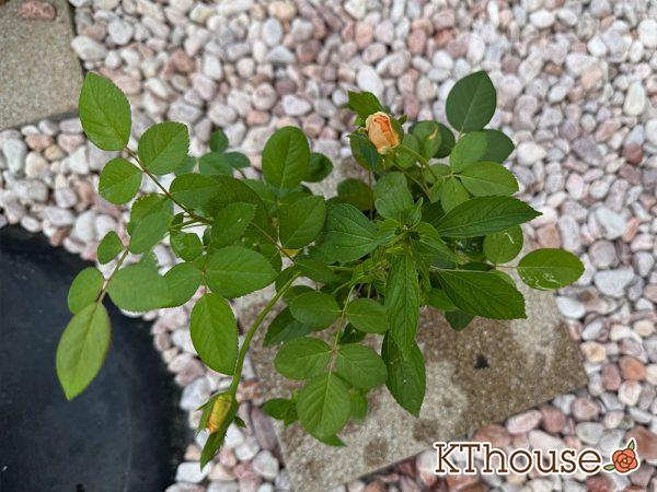 バラ ジュード・ジ・オブスキュア(David Austin Jude the obscure) 挿し木 2025/9/29