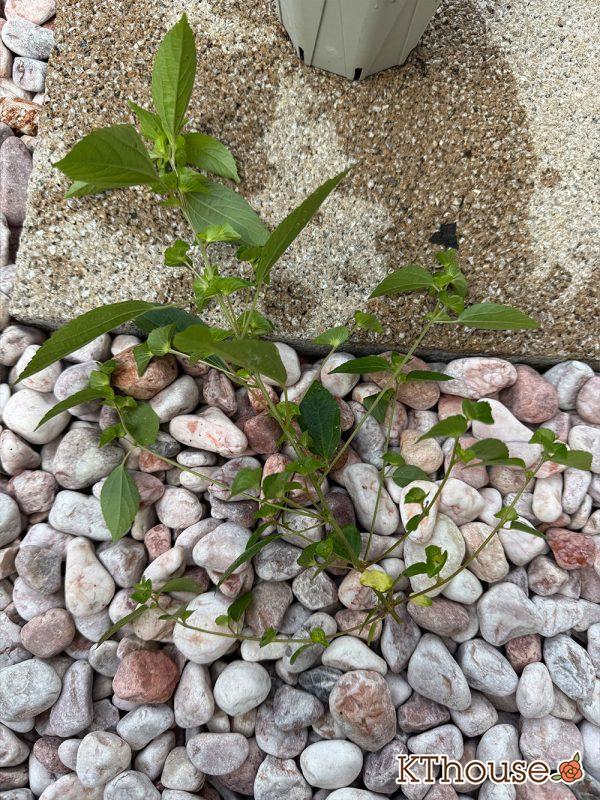 バラ ジュード・ジ・オブスキュア(David Austin Jude the obscure) 挿し木 2025/9/29