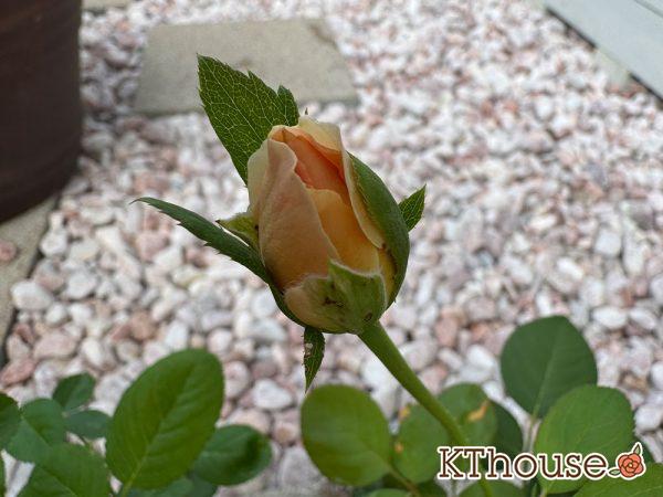 バラ ジュード・ジ・オブスキュア(David Austin Jude the obscure) 挿し木 2025/9/29