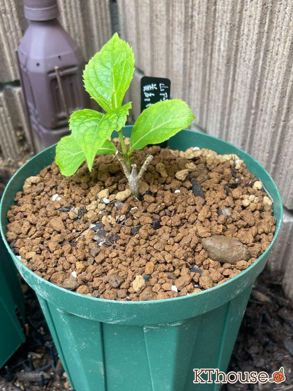 ヤマアジサイ美方八重 2024/4/17