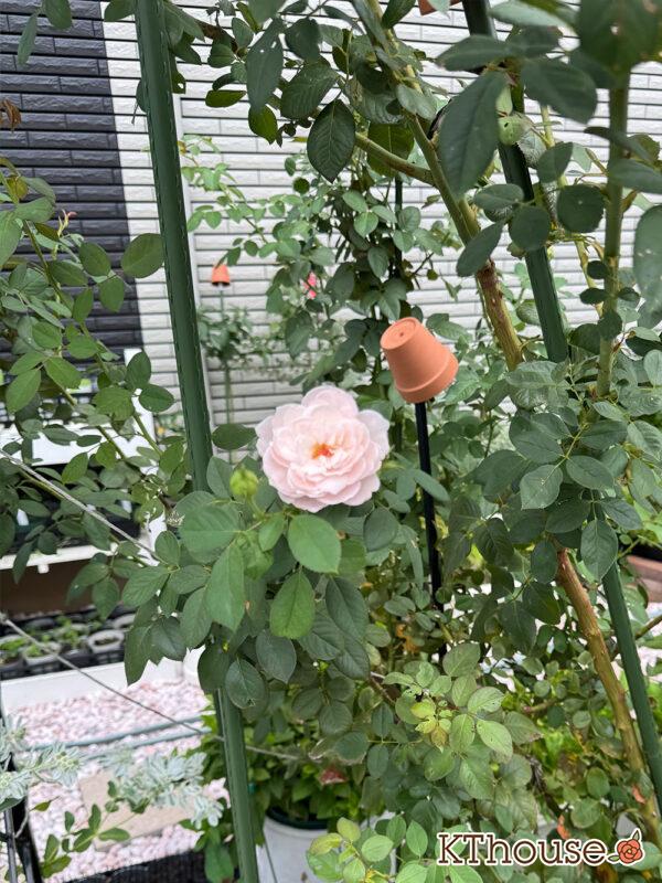 シュラブローズ・バラ「クリスティアーナ(christiana)」2025/9/29