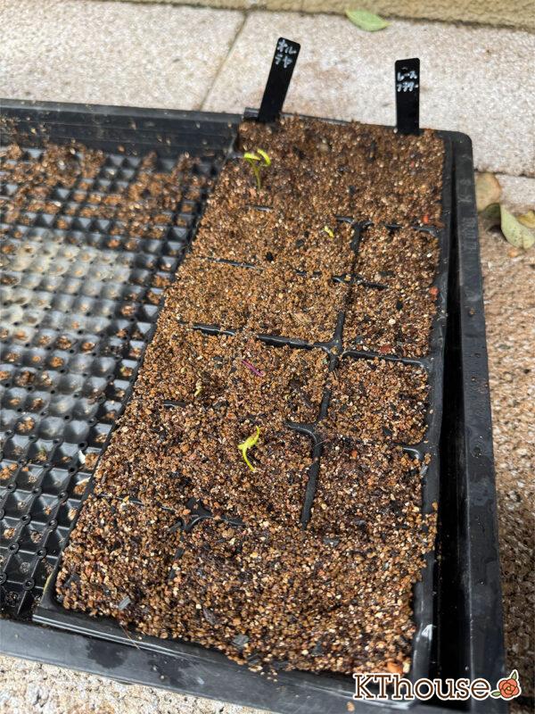 オルラヤ・オルレア(ホワイトレースフラワー)(Orlaya grandiflora)2025/9/30