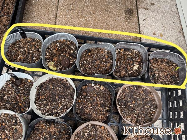 オルラヤ・オルレア(ホワイトレースフラワー)(Orlaya grandiflora)2025/9/30