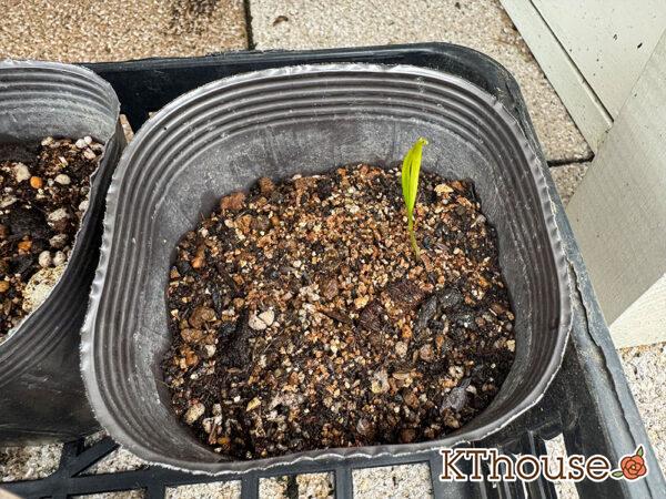 オルラヤ・オルレア(ホワイトレースフラワー)(Orlaya grandiflora)2025/9/30