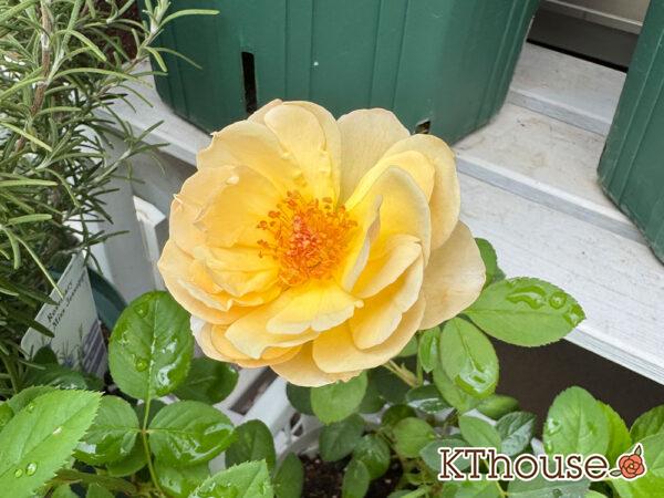 イングリッシュローズ ジュード・ジ・オブスキュア 2025/9/30