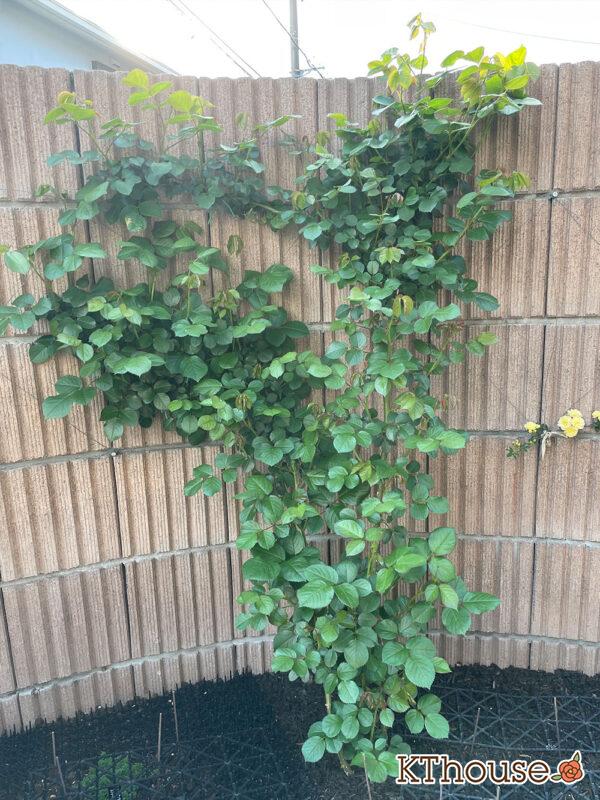 シュラブローズ・バラ「クリスティアーナ(christiana)」2024/4/17