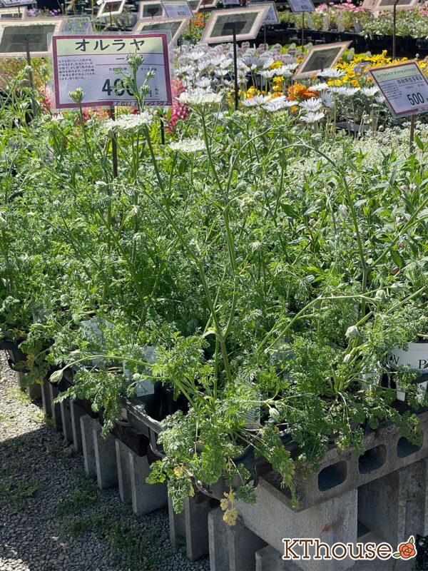 オルレア・ピエリスホワイト（Orlaya grandiflora 'Pieris White'）2024/4/19