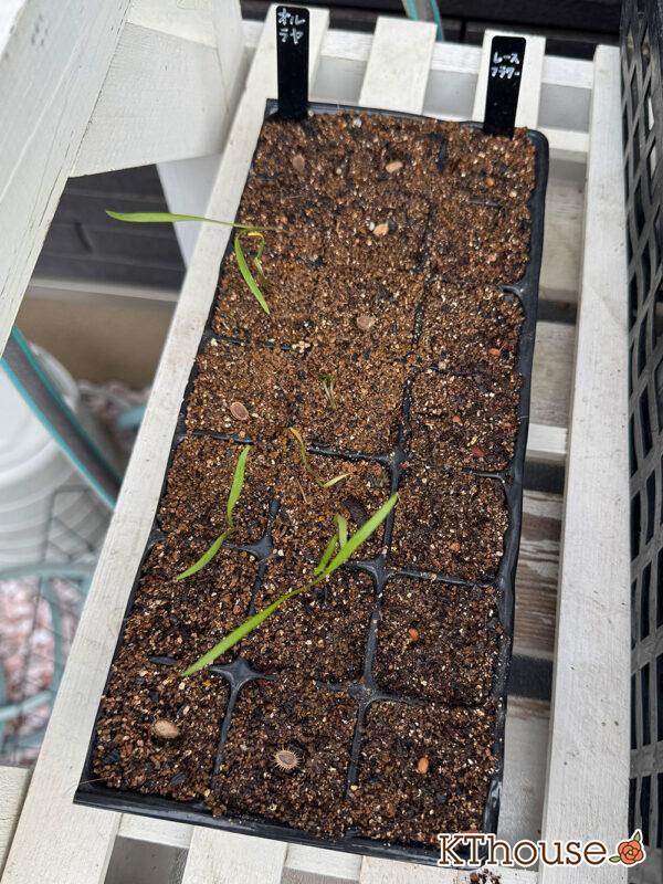 オルラヤ・オルレア(ホワイトレースフラワー)(Orlaya grandiflora)2025/10/3