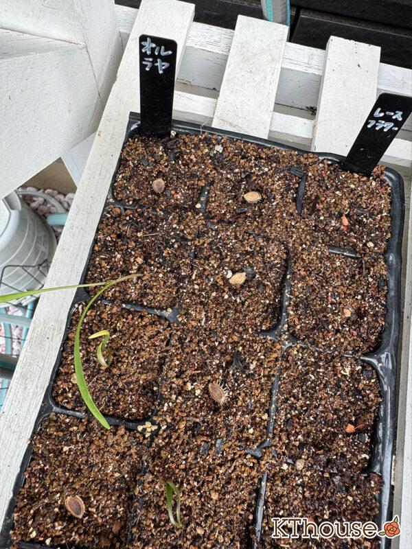 オルラヤ・オルレア(ホワイトレースフラワー)(Orlaya grandiflora)2025/10/3