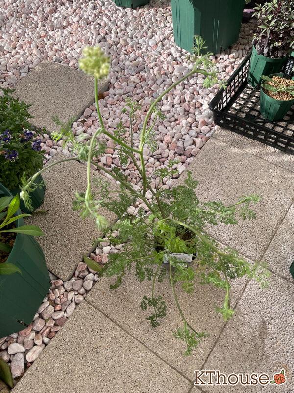 オルレア・ピエリスホワイト（Orlaya grandiflora 'Pieris White'）2024/4/19