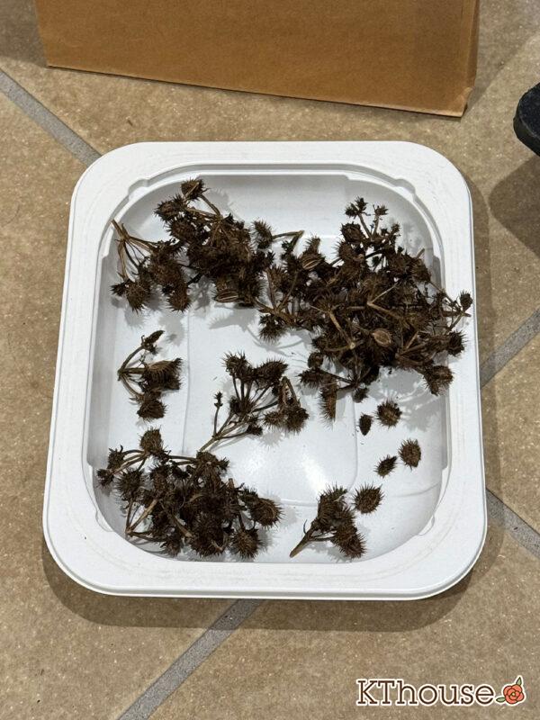 オルラヤ・オルレア(ホワイトレースフラワー)(Orlaya grandiflora)2024/10/8