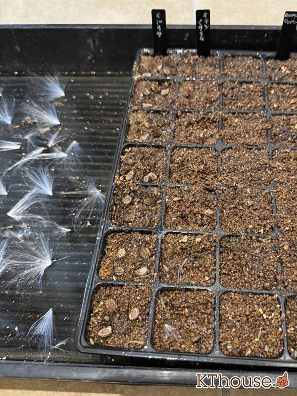 オルラヤ・オルレア(ホワイトレースフラワー)(Orlaya grandiflora)2024/10/8