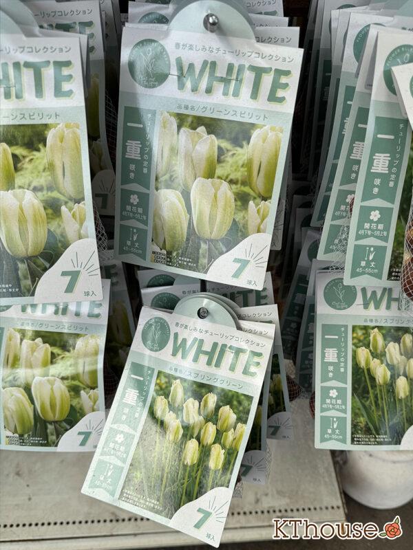 チューリップ グリーンスピリット（球根・7球）2025/10/3