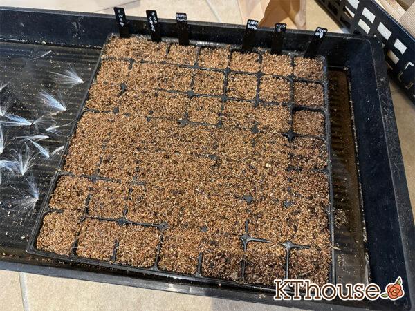 オルラヤ・オルレア(ホワイトレースフラワー)(Orlaya grandiflora)2024/10/8