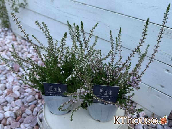 カルーナ 八重咲き(白・ピンク)2025/10/3