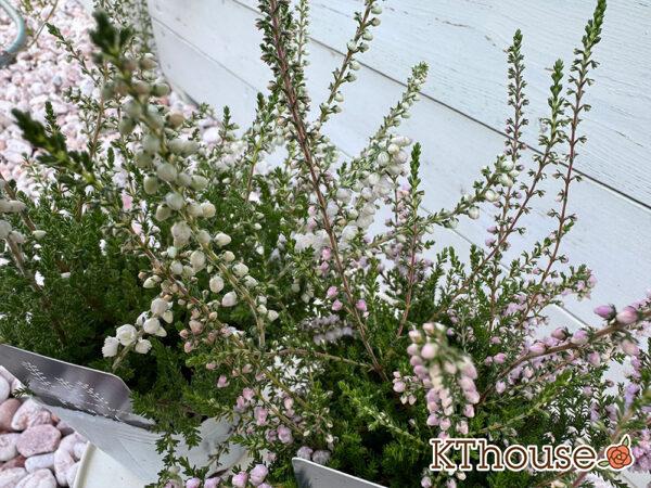 カルーナ 八重咲き(白・ピンク)2025/10/3