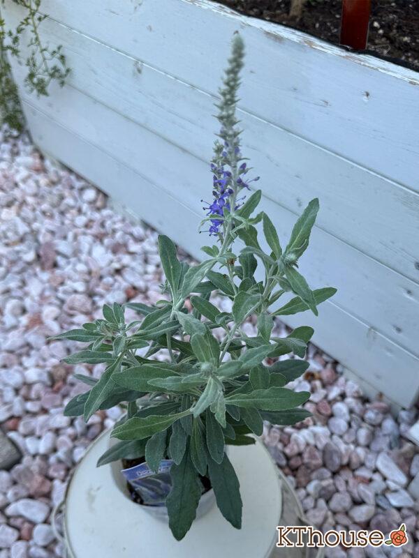 トウテイラン 2025/10/5