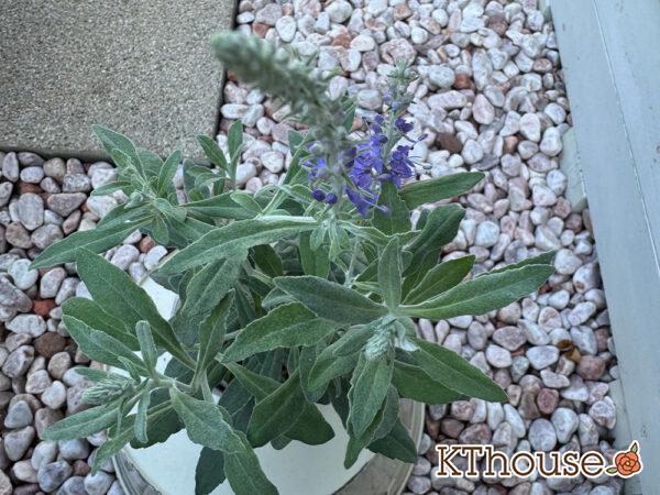 トウテイラン 2025/10/5