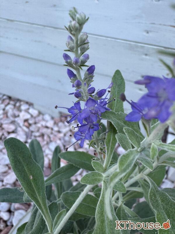 トウテイラン 2025/10/5