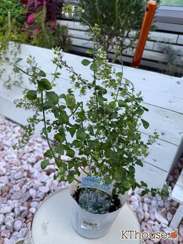 カラミンサ・ネペタ(Calamintha nepeta) 2025/10/3