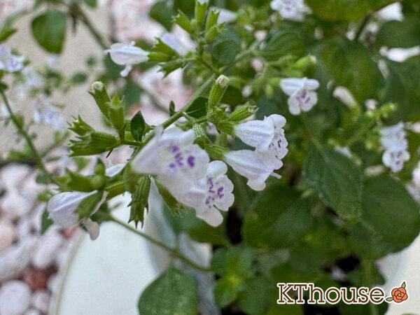カラミンサ・ネペタ(Calamintha nepeta) 2025/10/5