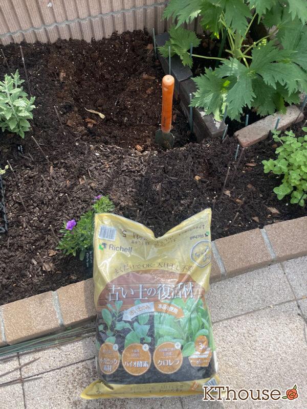 オルレア・ピエリスホワイト（Orlaya grandiflora 'Pieris White'）2024/4/20