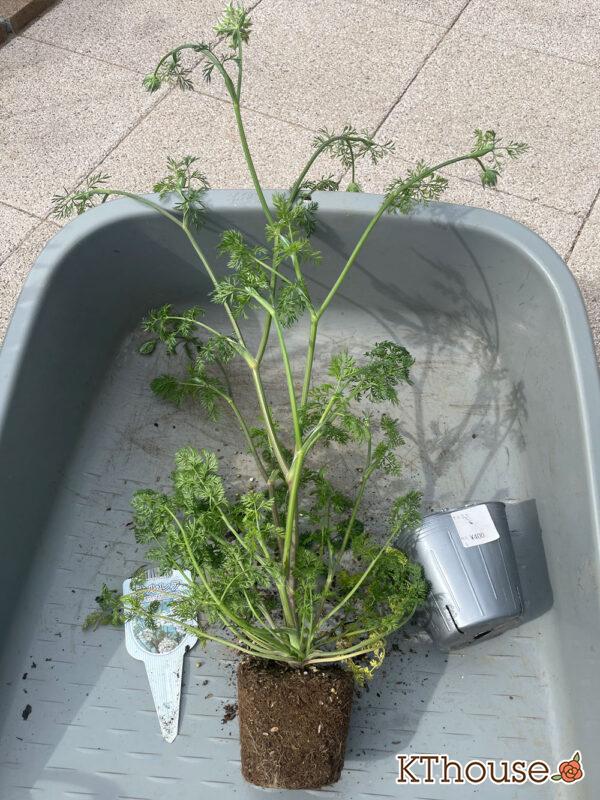 オルレア・ピエリスホワイト（Orlaya grandiflora 'Pieris White'）2024/4/20