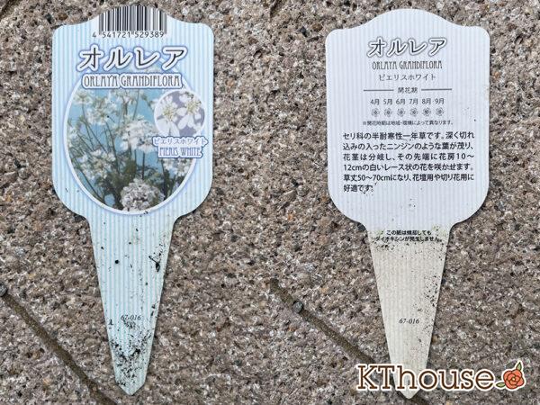 オルレア・ピエリスホワイト（Orlaya grandiflora 'Pieris White'）