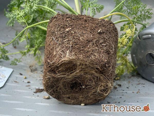 オルレア・ピエリスホワイト（Orlaya grandiflora 'Pieris White'）2024/4/20