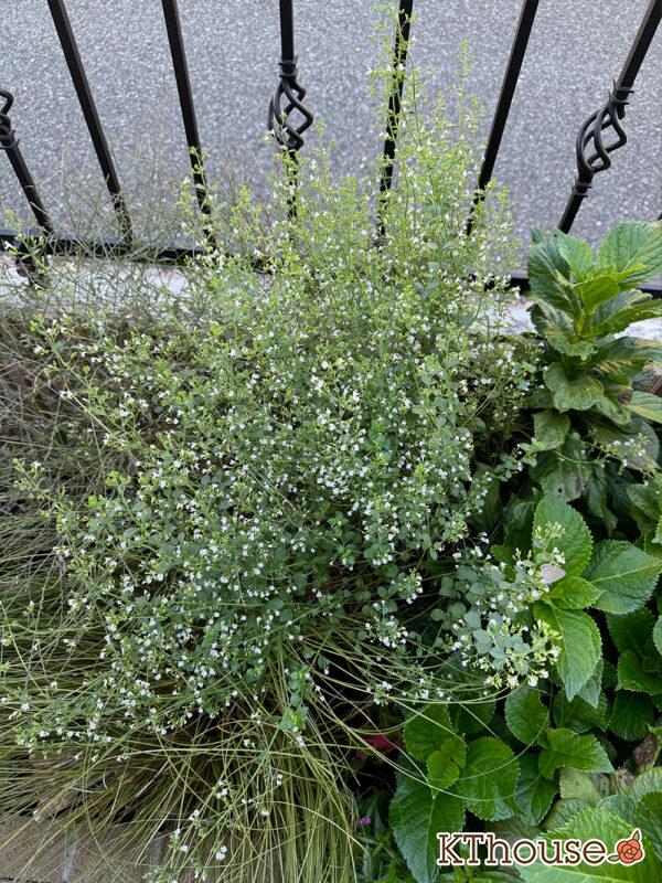 カラミンサ・ネペタ(Calamintha nepeta) 2024/10/13