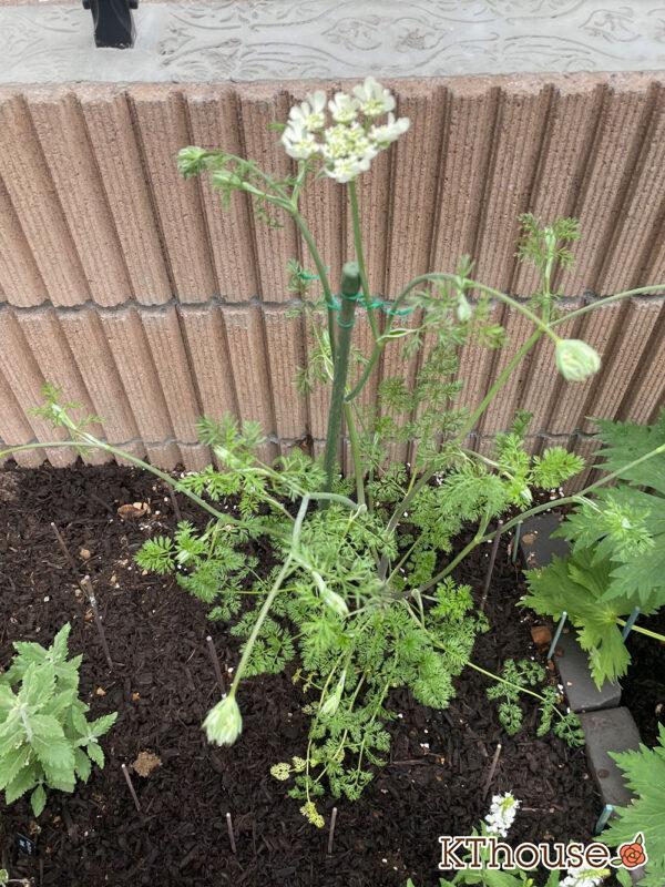 オルレア・ピエリスホワイト（Orlaya grandiflora 'Pieris White'）2024/4/21