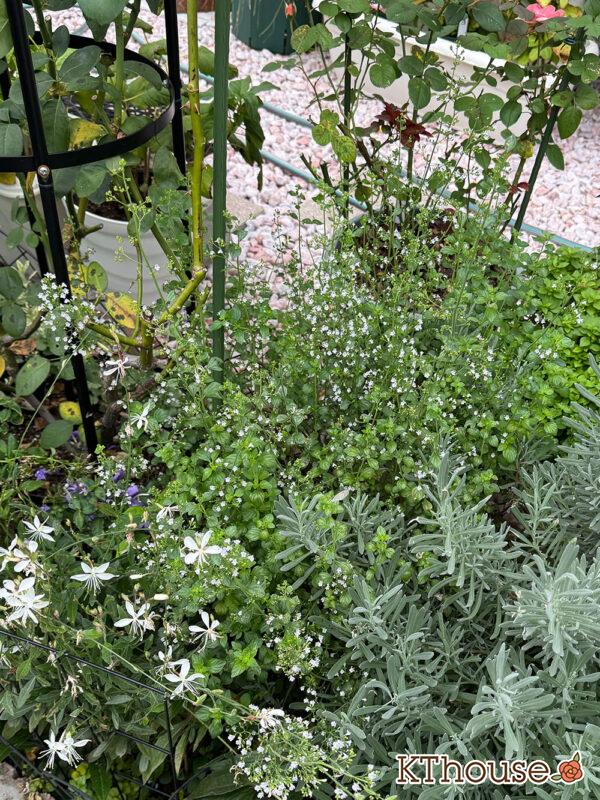 カラミンサ・ネペタ(Calamintha nepeta) 2025/10/9