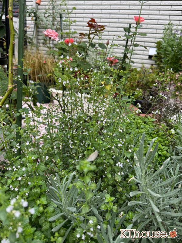 カラミンサ・ネペタ(Calamintha nepeta) 2025/10/9