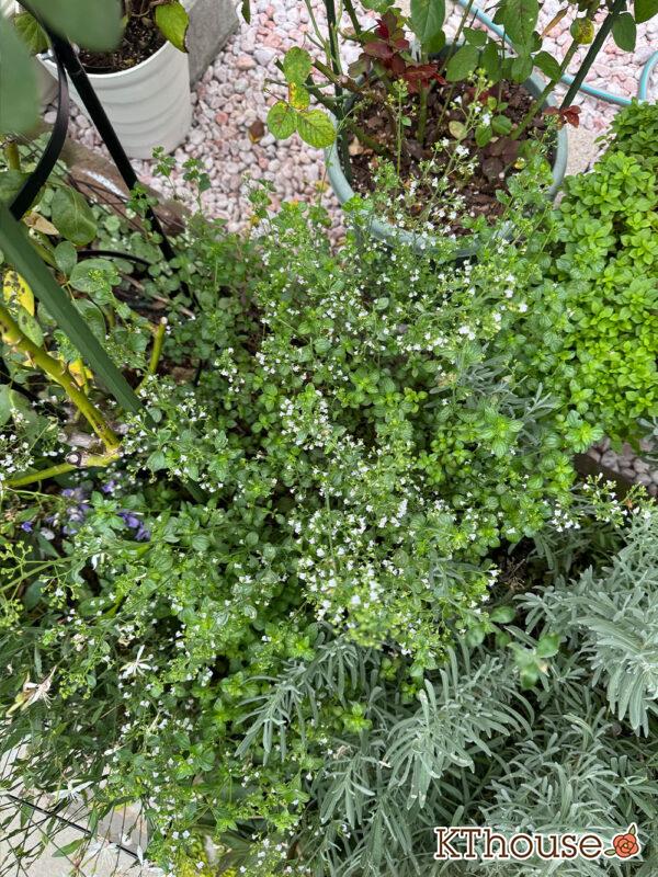 カラミンサ・ネペタ(Calamintha nepeta) 2025/10/9