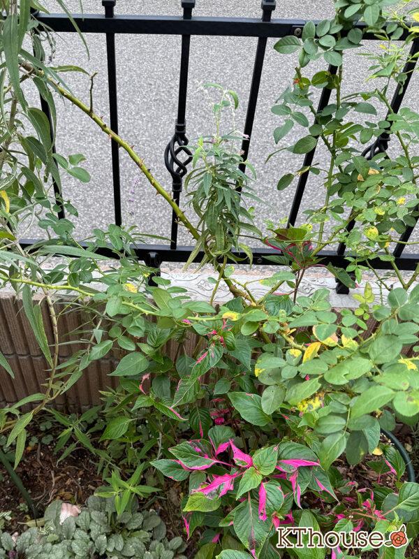 サルビア・レウカンサ フェアリーピンク Salvia leucantha fairy pink 2025/10/10