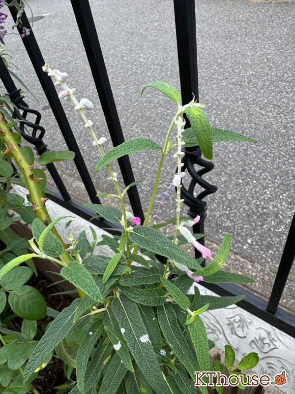 サルビア・レウカンサ フェアリーピンク Salvia leucantha fairy pink 2025/10/10