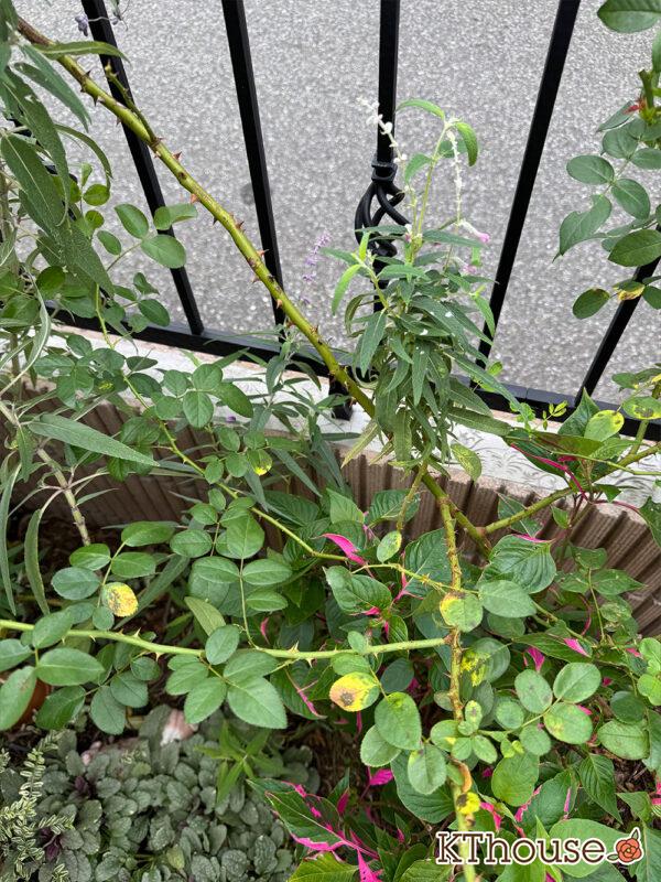 サルビア・レウカンサ フェアリーピンク Salvia leucantha fairy pink 2025/10/10