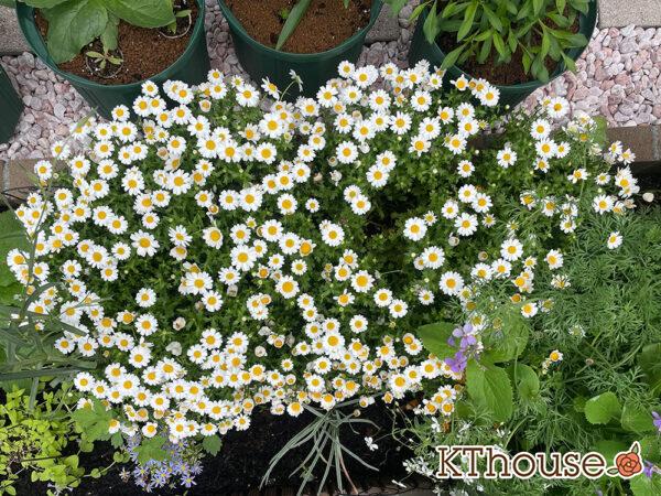 クリサンセマム(ノースポール/Chrysanthemum)2024/4/25