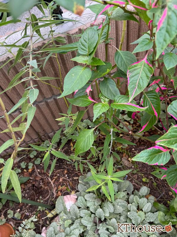 サルビア・レウカンサ フェアリーピンク Salvia leucantha fairy pink 2025/10/10