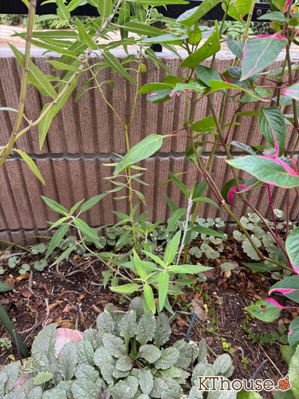 サルビア・レウカンサ フェアリーピンク Salvia leucantha fairy pink 2025/10/10