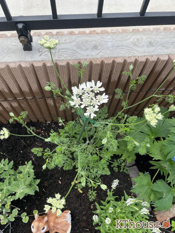 オルレア・ピエリスホワイト（Orlaya grandiflora 'Pieris White'）2024/4/25