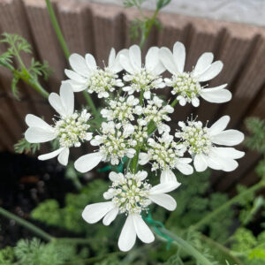 オルレア・ピエリスホワイト(Orlaya grandiflora 'Pieris White')2024/4/25