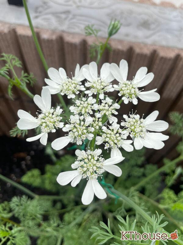 オルレア・ピエリスホワイト（Orlaya grandiflora 'Pieris White'）2024/4/25