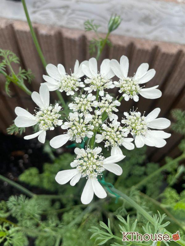 オルラヤ(オルレア)の種まき 2024/4/25