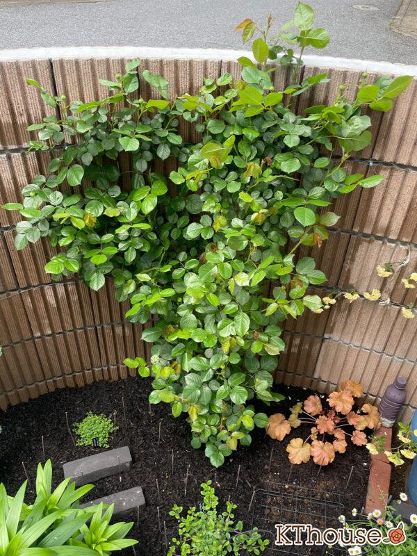 シュラブローズ・バラ「クリスティアーナ(christiana)」2024/4/25