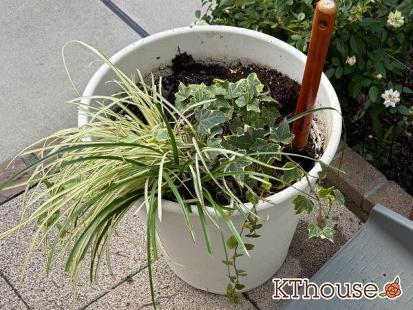 ベアーグラス・リシマキア オーレア・jardin ゴールデン ヘデラ 2025/10/10