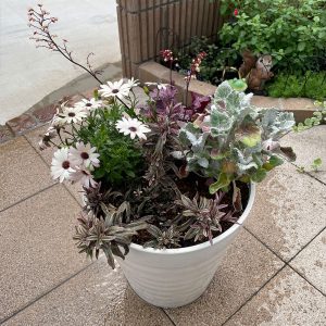 オステオスペルマム・ヘーベ・ヒューケラ・シロタエギク 2024/4/26