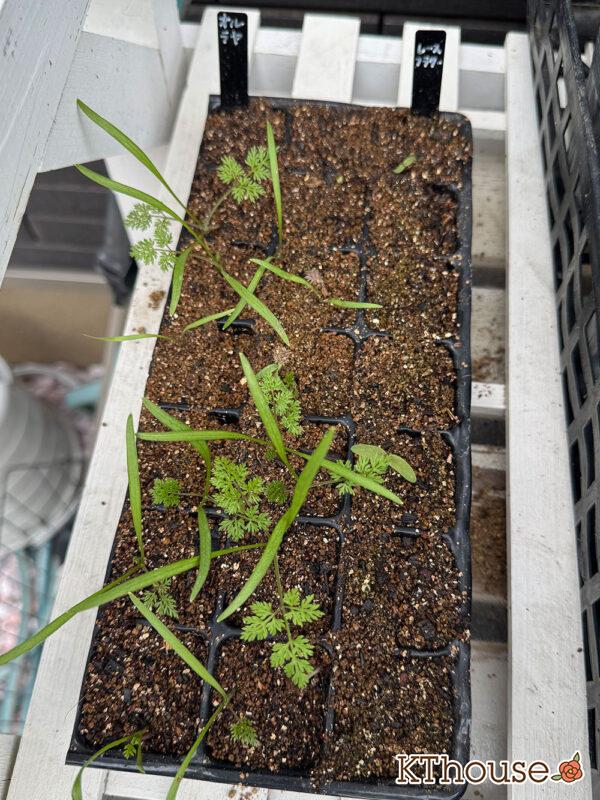 オルラヤ・オルレア(ホワイトレースフラワー)(Orlaya grandiflora)2025/10/10