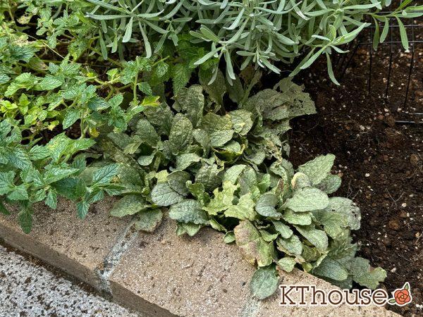 アジュガ バーガンディグロー 2024/10/14