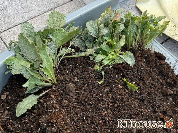 アジュガ バーガンディグロー 2024/10/14